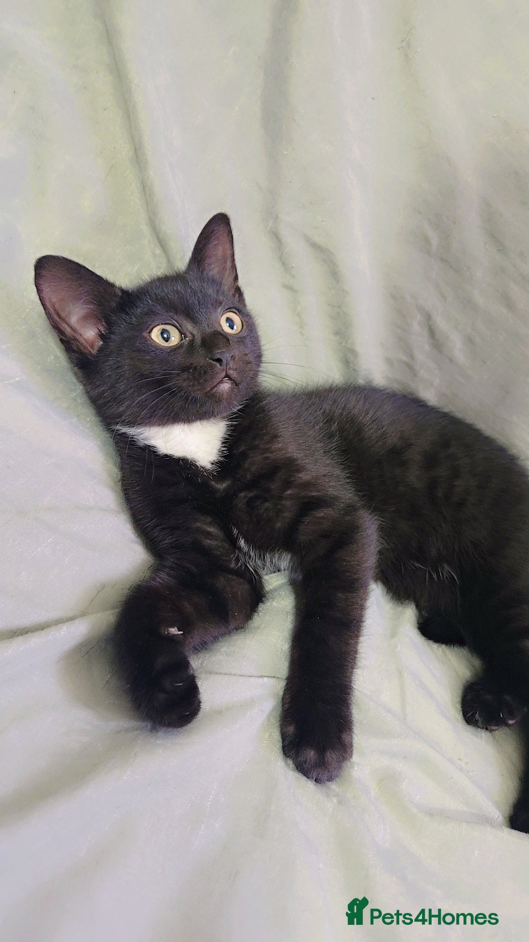 Mixed Breed cats Beautiful litter of british shorthair kittens  - Advert 2