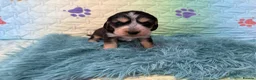Cocker Spaniel dogs for sale: Kc registered show cocker spaniels  - Advert 15