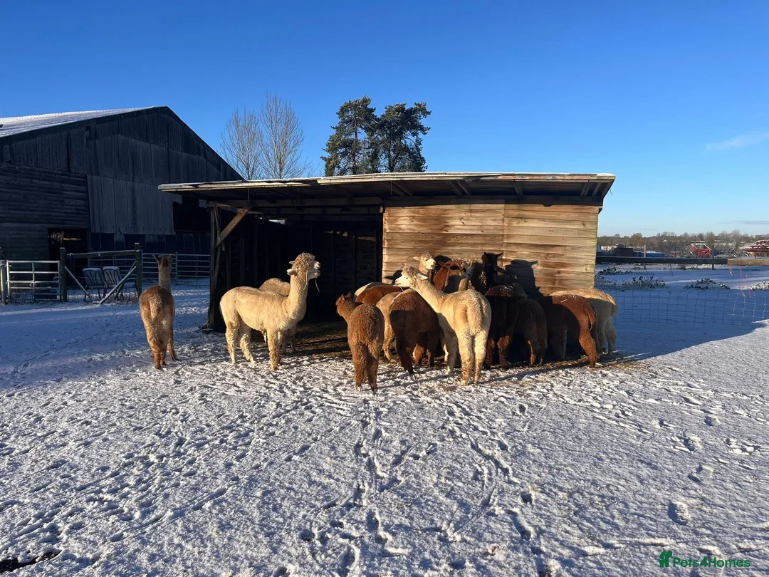 Alpaca livestock for sale: Group 4 Female Alpaca  in Ipswich - Advert 2