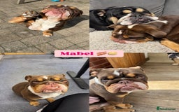 English Bulldog dogs for sale: 💕 Beautiful English Bulldog - Image 4