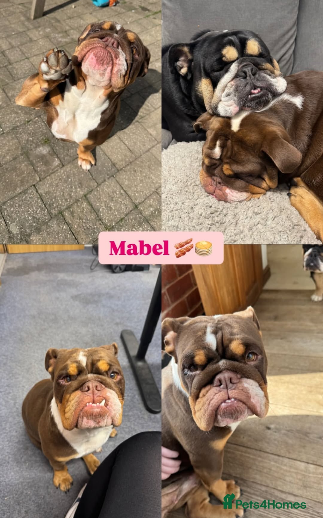 English Bulldog dogs for sale: 💕 Beautiful English Bulldog - Image 4