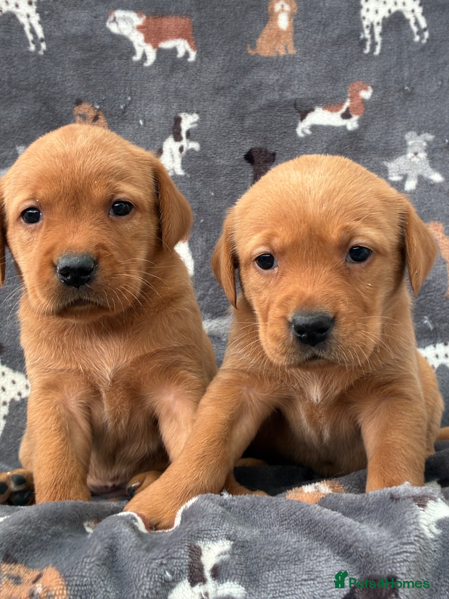 Labrador Retriever dogs KC Labrador Puppies Available  - Advert 12