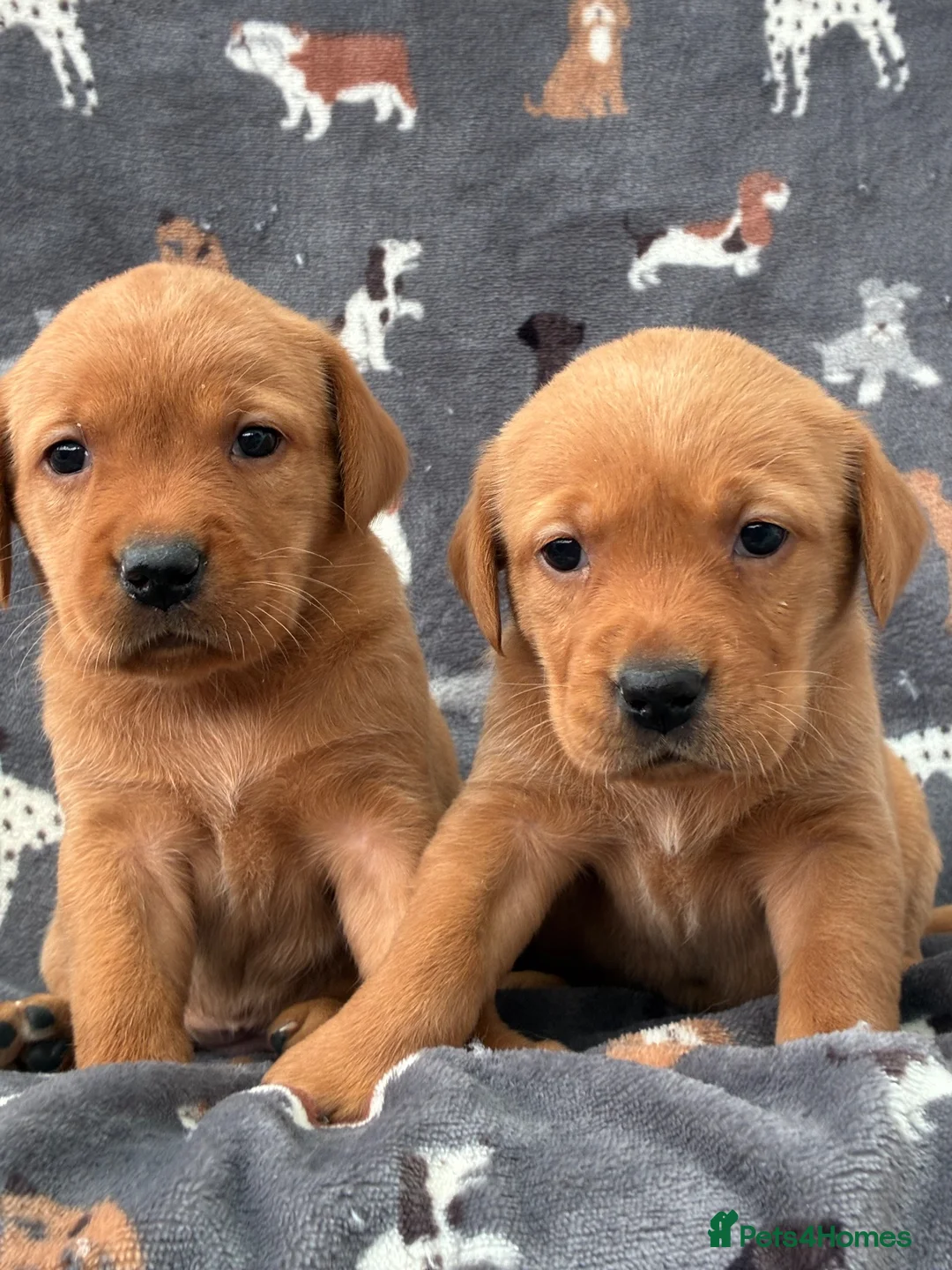 Labrador Retriever dogs for sale: KC Labrador Puppies Available  - Advert 1