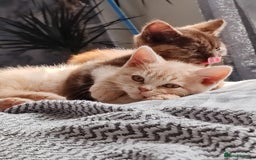 British Shorthair cats for sale: British shorthair kittens  - Image 2