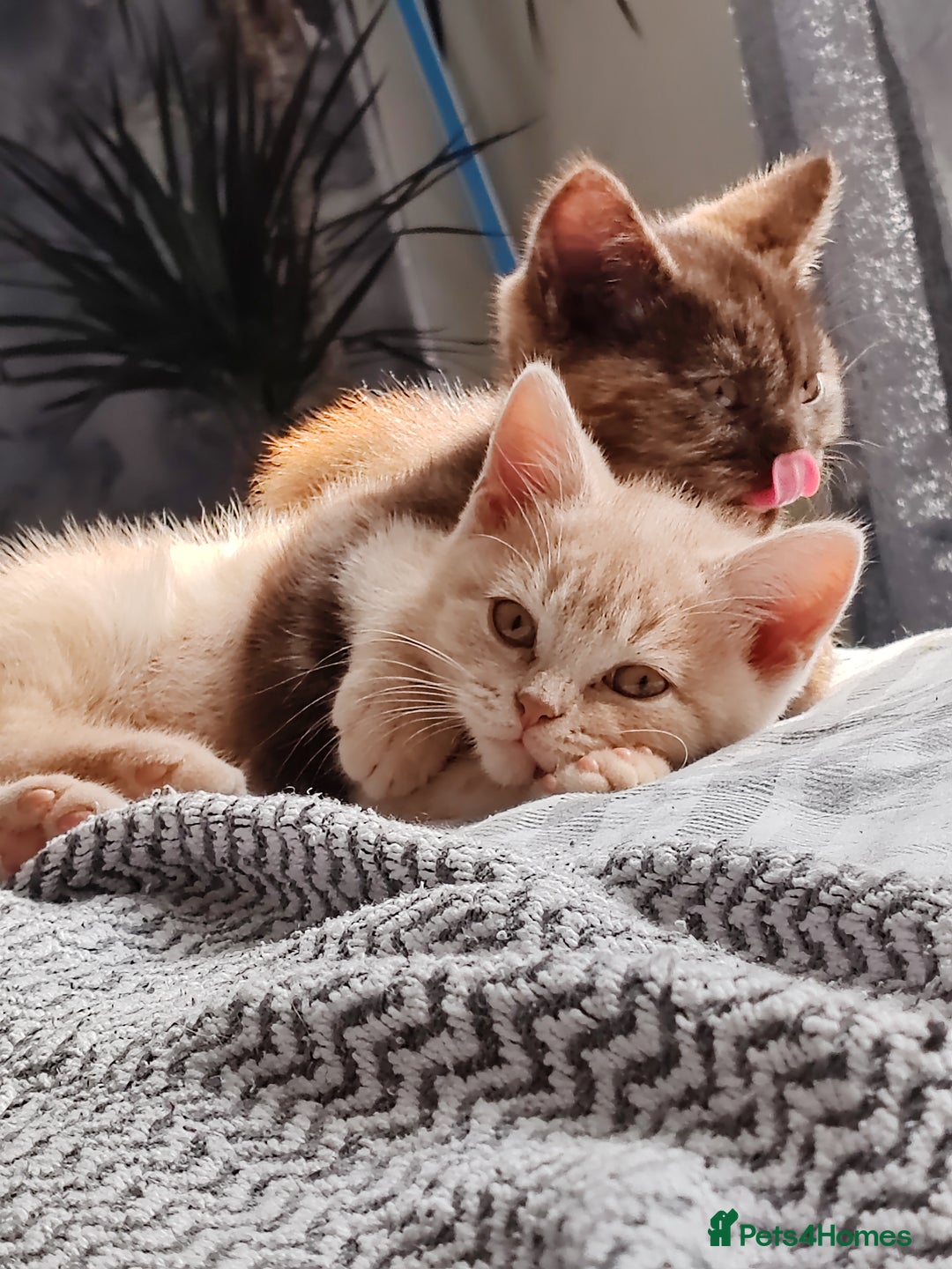 British Shorthair cats for sale: British shorthair kittens  - Image 2
