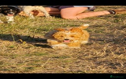 Cavapoo dogs for sale: Cavapoo male - Image 2