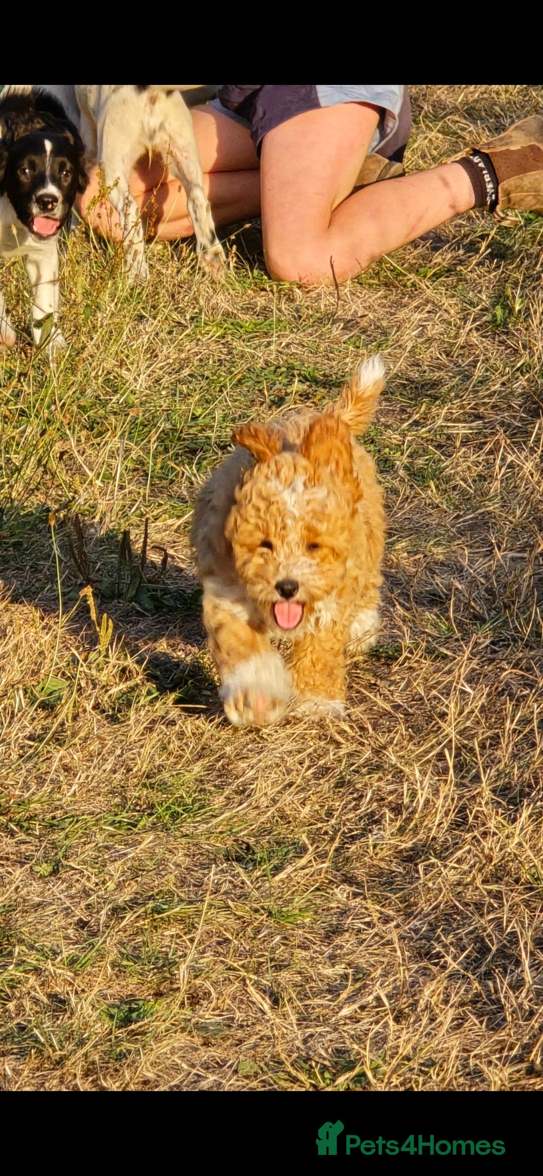 Cavapoo dogs for sale: Cavapoo male - Image 2