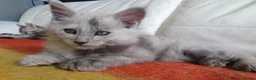 Maine Coon cats for sale: TICA REGISTERED GORGEOUS MAINE COONKITTENS - Advert 13