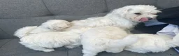 Maltese dogs for sale: Mini Maltese puppies for sale in Westgate-on-Sea - Advert 15