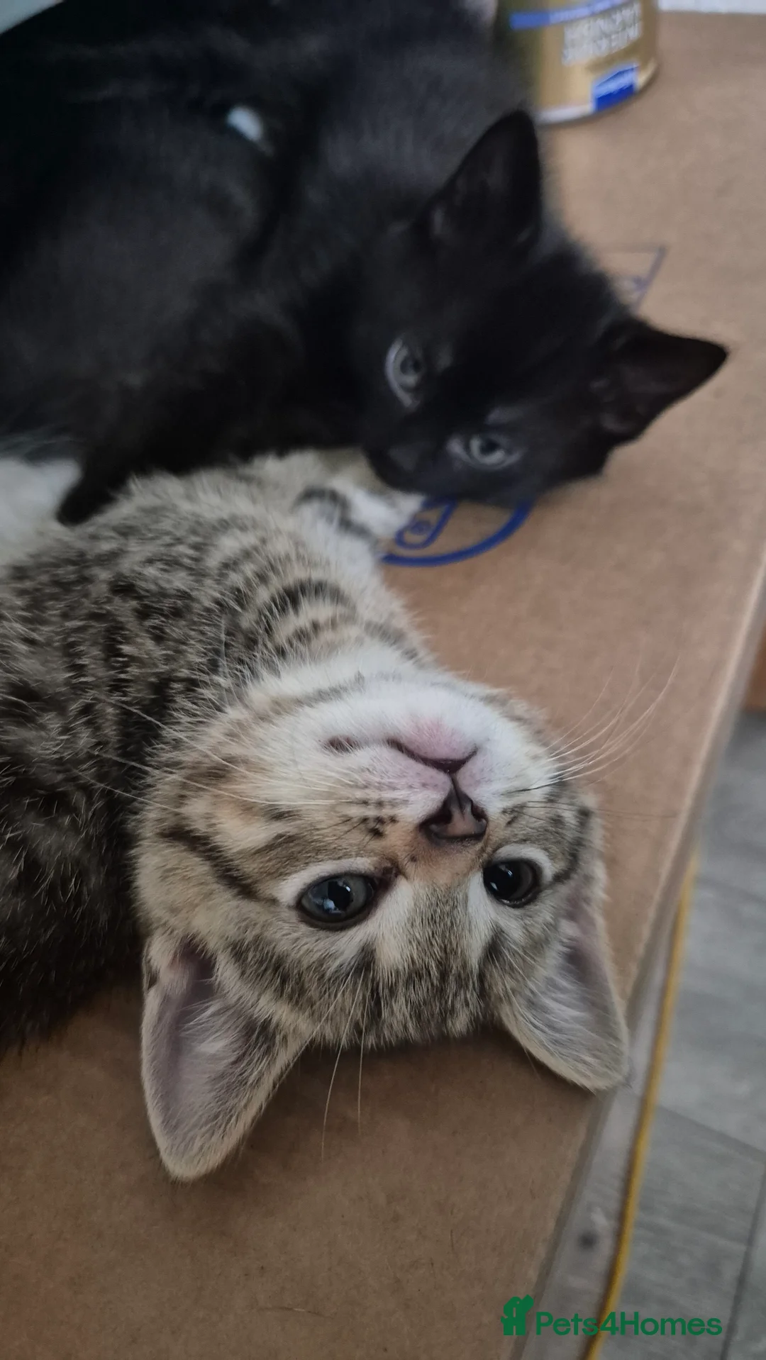 Scottish Fold cats for sale: ✨️5x Scottish Fold/Straight kittens READY TO GO ✨️ - Advert 2
