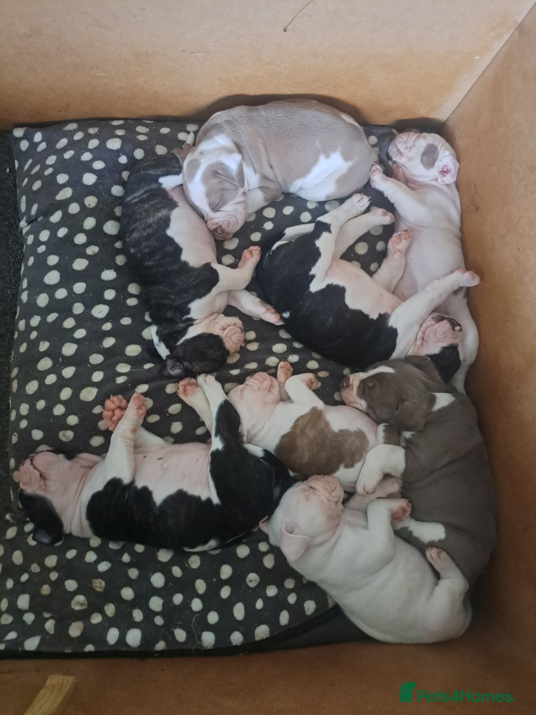 Dorset Olde Tyme Bulldogge dogs for sale: Olde tyme English bulldogs - Image 2