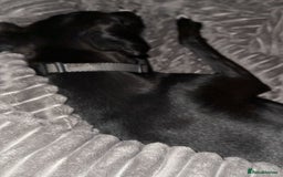 Mixed Breed dogs for sale: Jack russle x Soluki  - Image 2