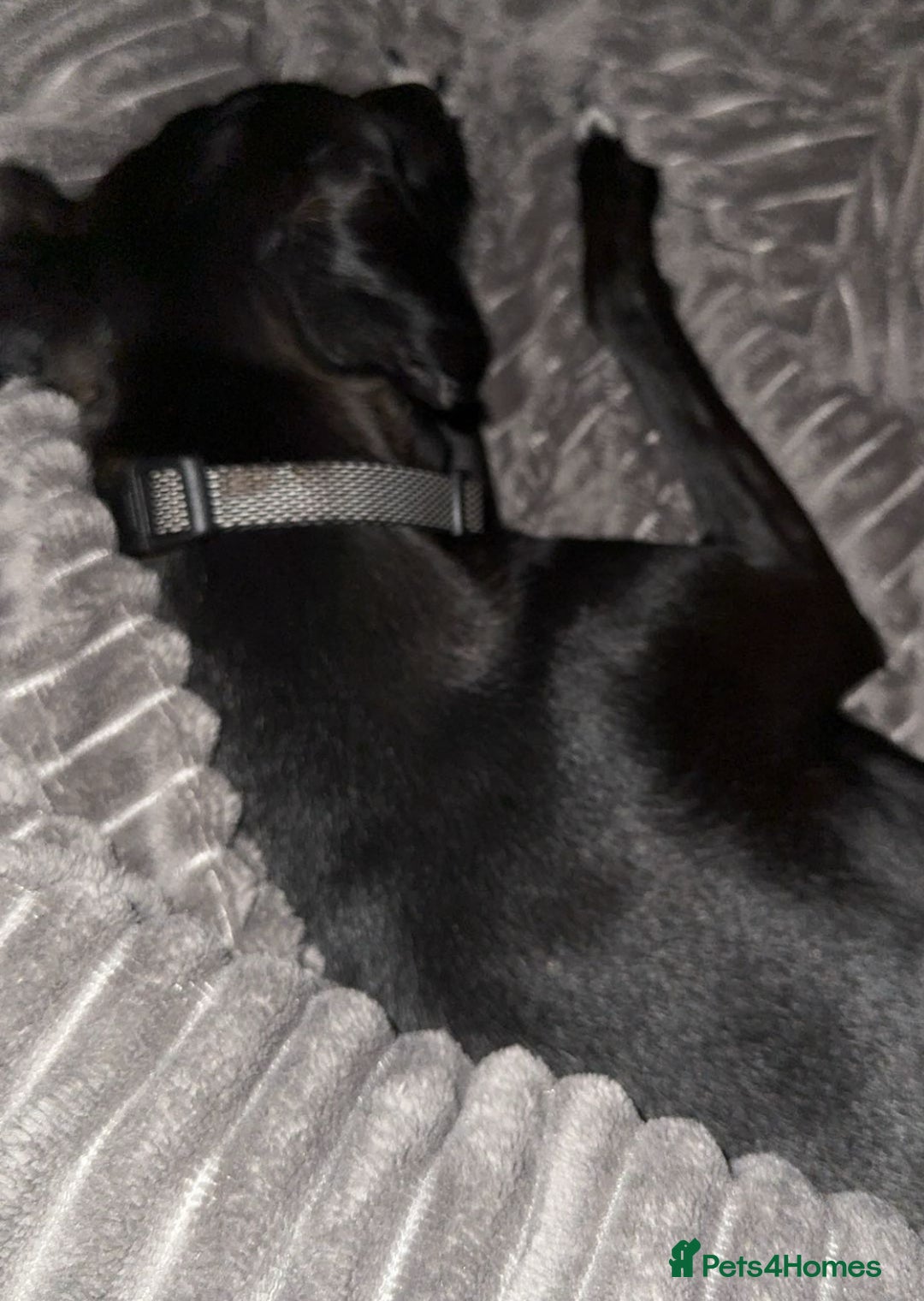 Mixed Breed dogs for sale: Jack russle x Soluki  - Image 2