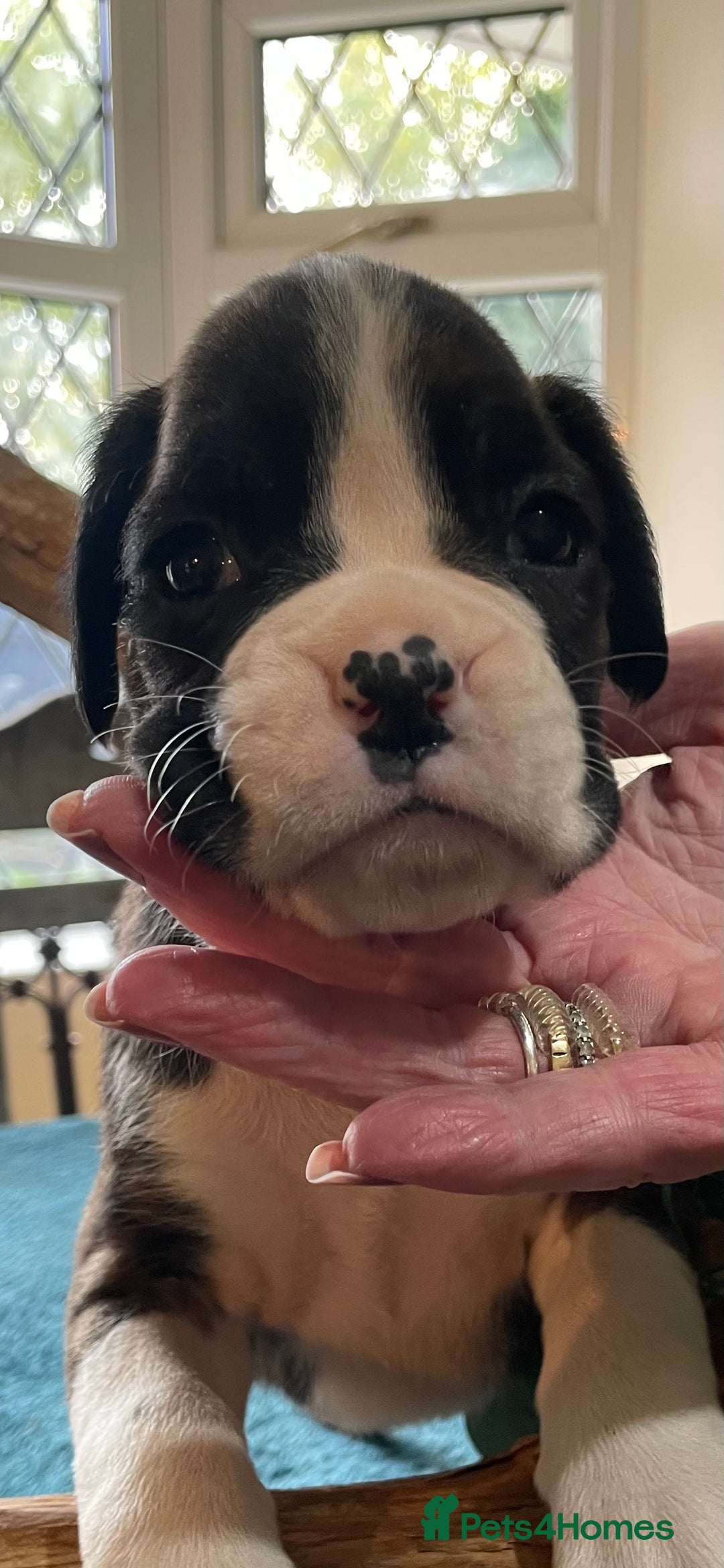 Boxer dogs for sale: ASTONISHING KC REGISTERED BOXER PUPPIES!  - Image 24