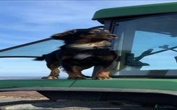 Cocker Spaniel dogs for sale: Cocker spaniel puppies for sale.  - Image 1