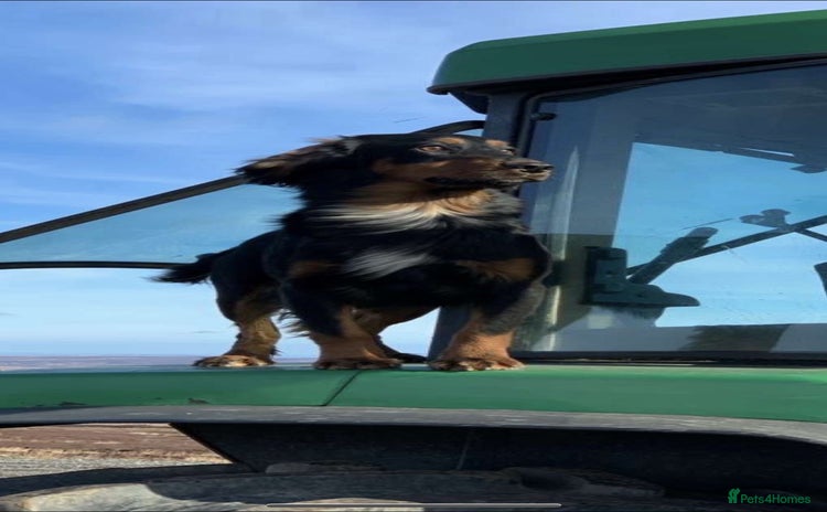 Cocker Spaniel dogs - Advert 1