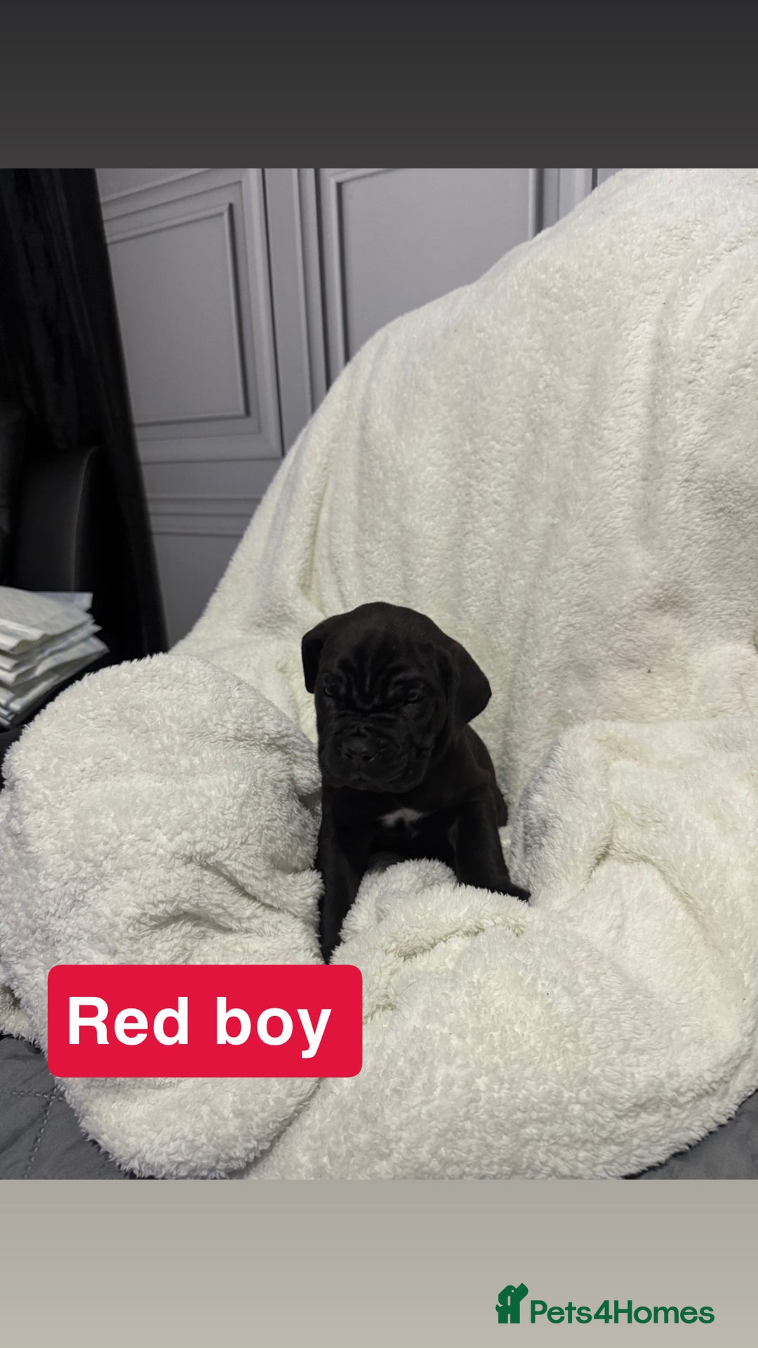 Cane Corso dogs for sale: 12 beautiful cane corso puppies 🐾 - Advert 16