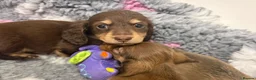 Miniature Dachshund dogs for sale: Long-Haired Miniature Dachshund Puppies Ready Soon in Nottingham - Advert 16