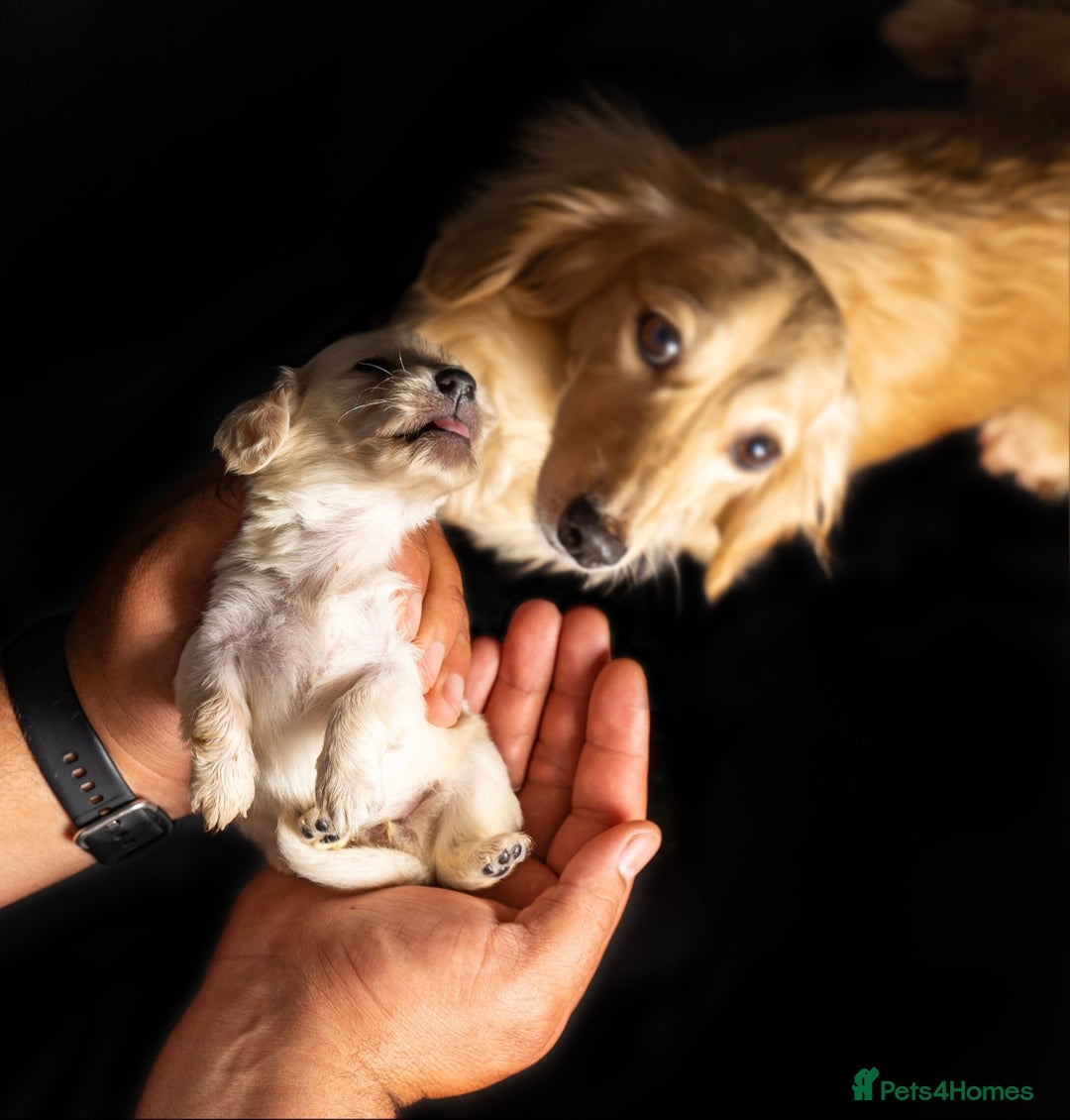 Miniature Dachshund dogs for sale: Miniature Longhaired Dachshunds in West Bromwich - Image 2