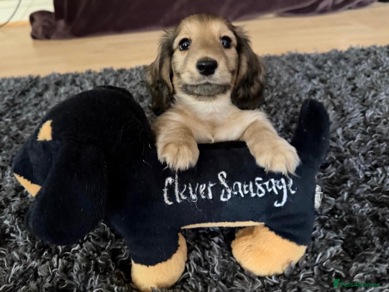 Miniature Dachshund dogs KC REG Miniature LH Dachshund puppies for sale  - Advert 1