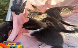 Toybob cats for sale: 3 kittens  - Image 2
