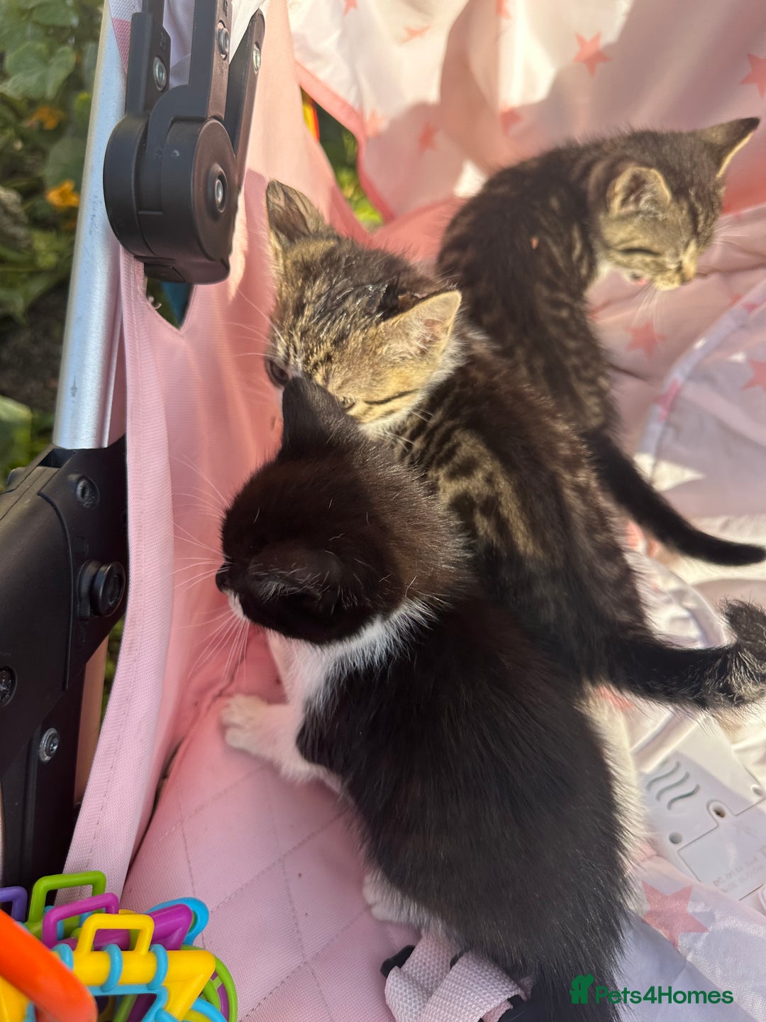 Toybob cats for sale: 3 kittens  - Image 2
