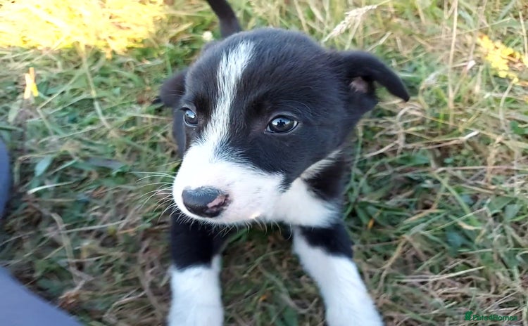 Border Collie dogs - Advert 1