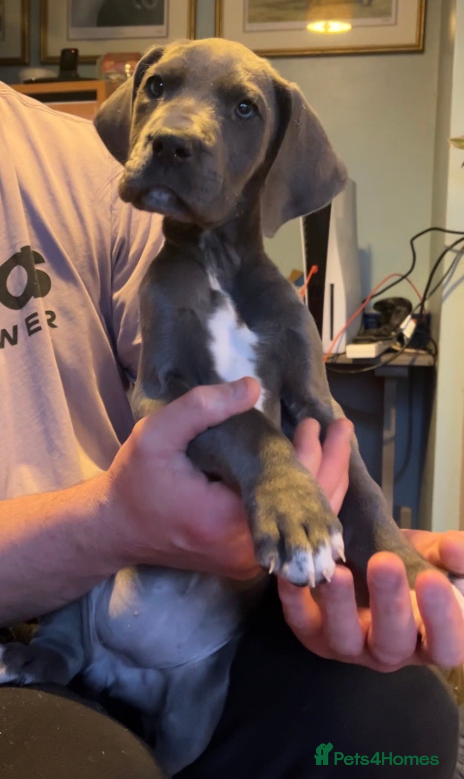 Great Dane dogs Kc reg health tested Great Dane pups - Advert 5