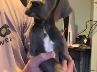 Great Dane dogs Kc reg health tested Great Dane pups - Advert 7