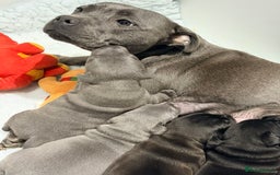 Staffordshire Bull Terrier dogs for sale: Staffordshire bull Terrier CHAMPION BLOODLINE  - Image 1