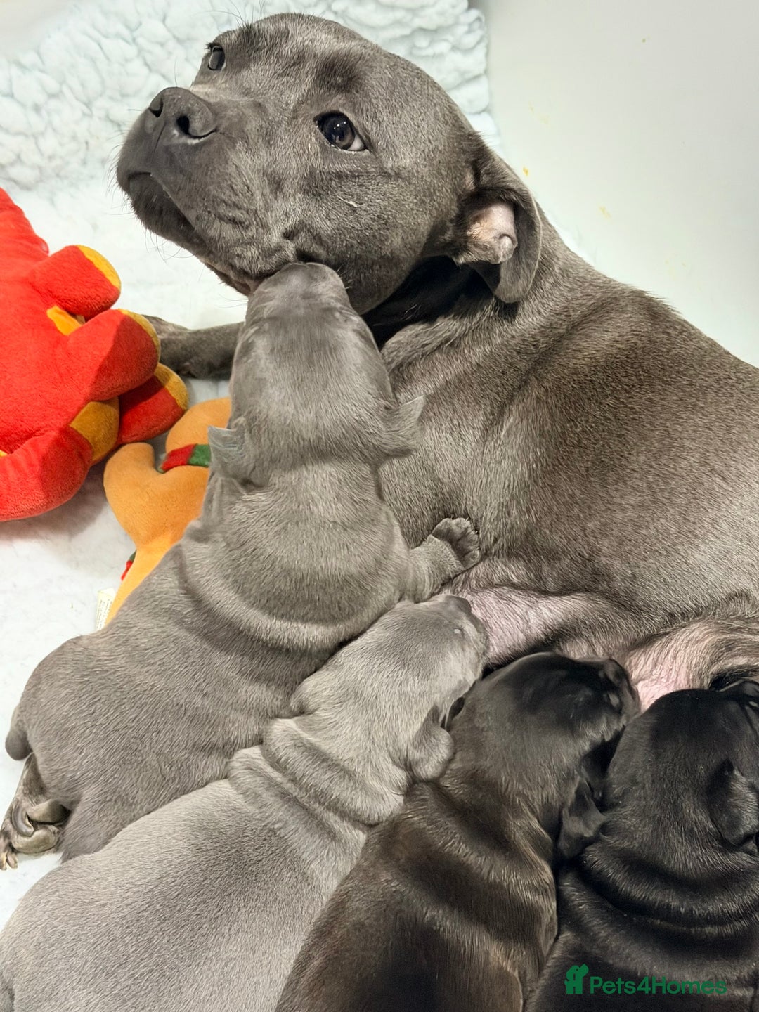 Staffordshire Bull Terrier dogs for sale: Staffordshire bull Terrier CHAMPION BLOODLINE  - Image 1