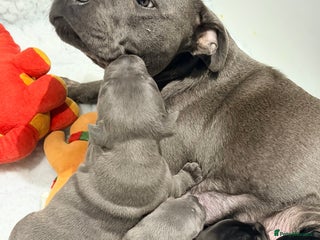 Staffordshire Bull Terrier dogs - Advert 16