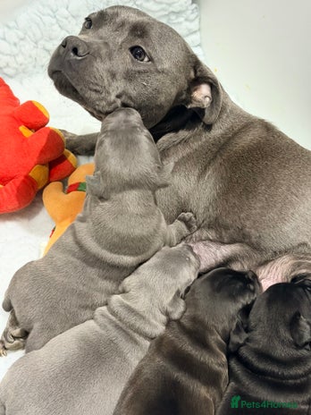 Staffordshire Bull Terrier dogs - Advert 1