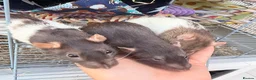 Rat rodents for sale: 3 gorgeous girls looking for a loving new home  - Advert 1