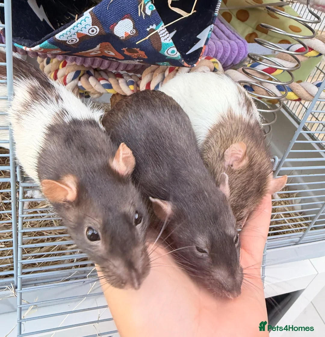 Rat rodents for sale: 3 gorgeous girls looking for a loving new home  - Advert 1