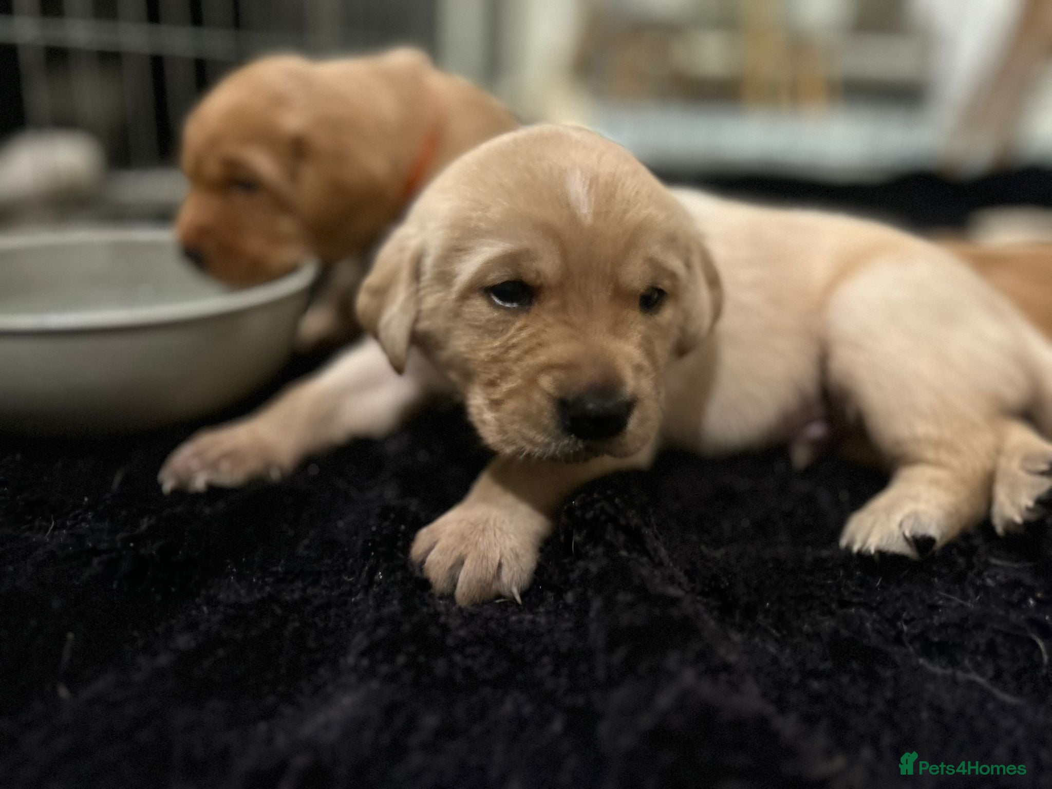 Labrador Retriever dogs 9 pups- only 4 left, beautiful boys born 19/01 - Advert 16