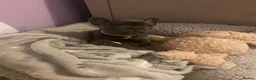 French Bulldog dogs for sale: french bulldog blue  - Advert 7
