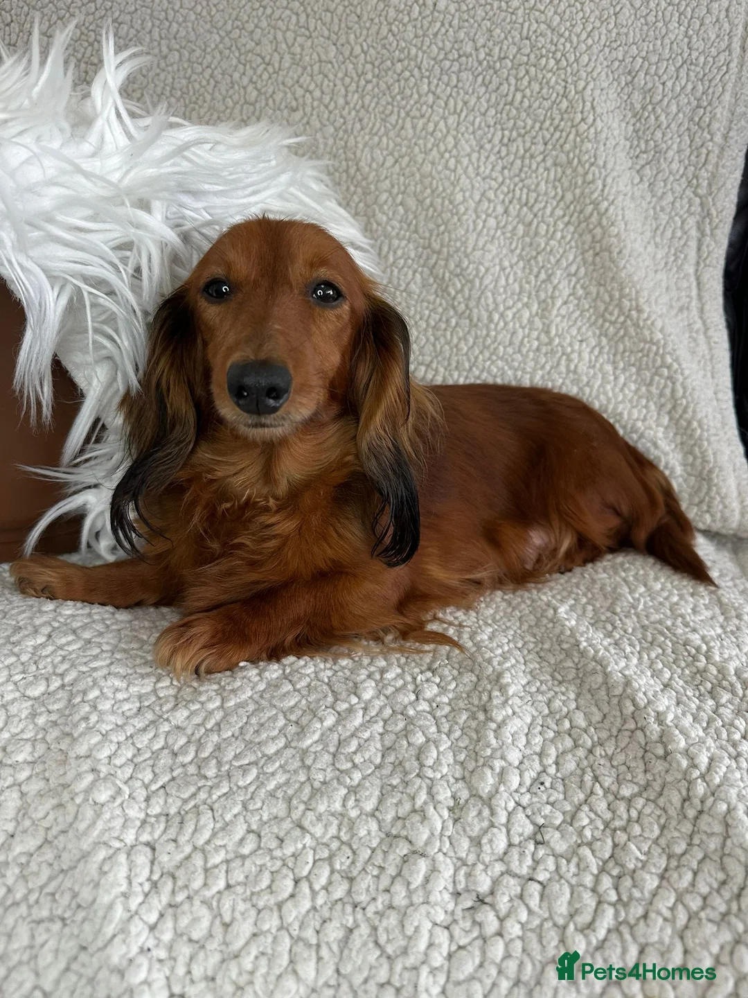 Miniature Dachshund dogs for sale: Long-Haired Miniature Dachshund Puppies  - Advert 5