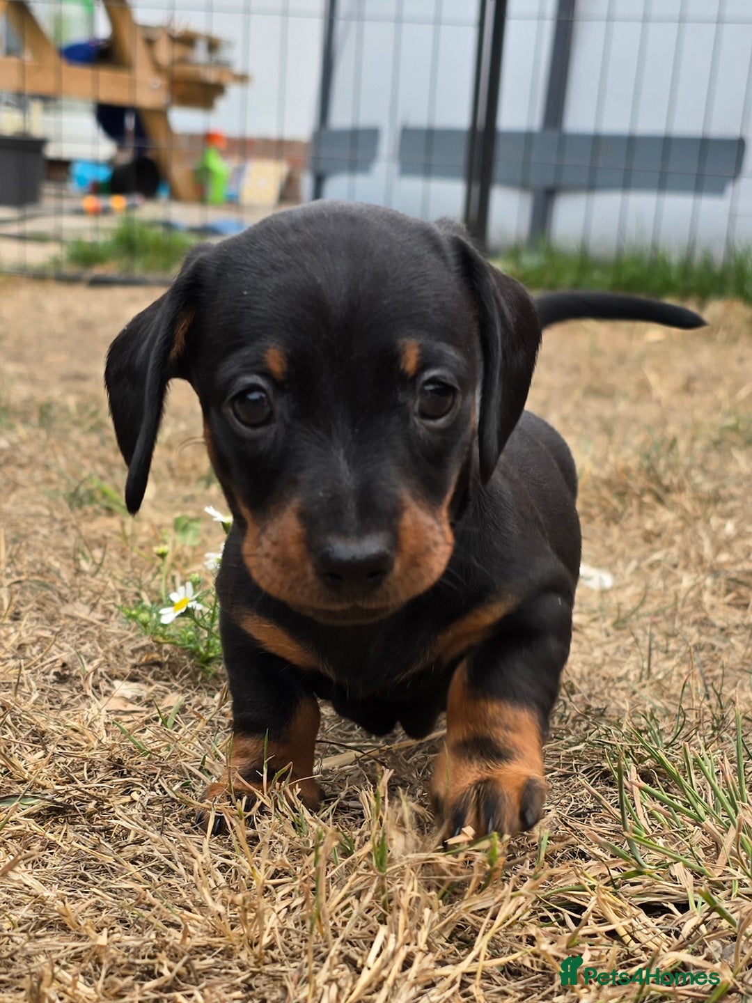 Miniature Dachshund dogs for sale: KC Miniature Dachshund Pups  - Image 5