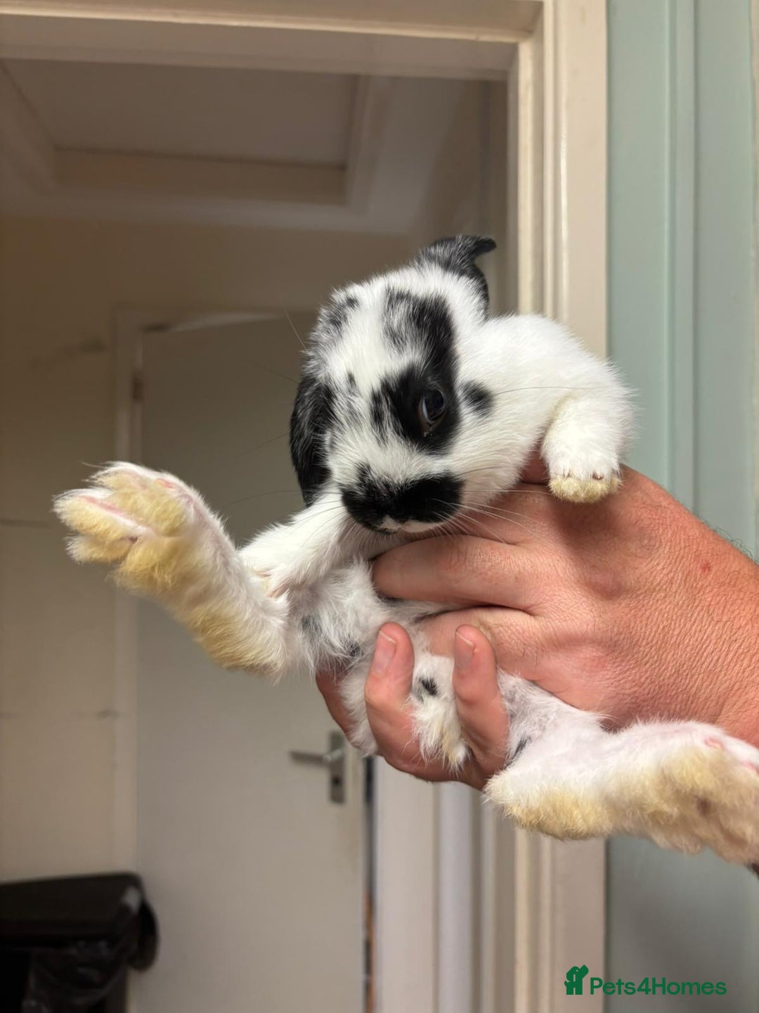 Mixed Breed rabbits for sale: 4 baby rabbits  - Image 4