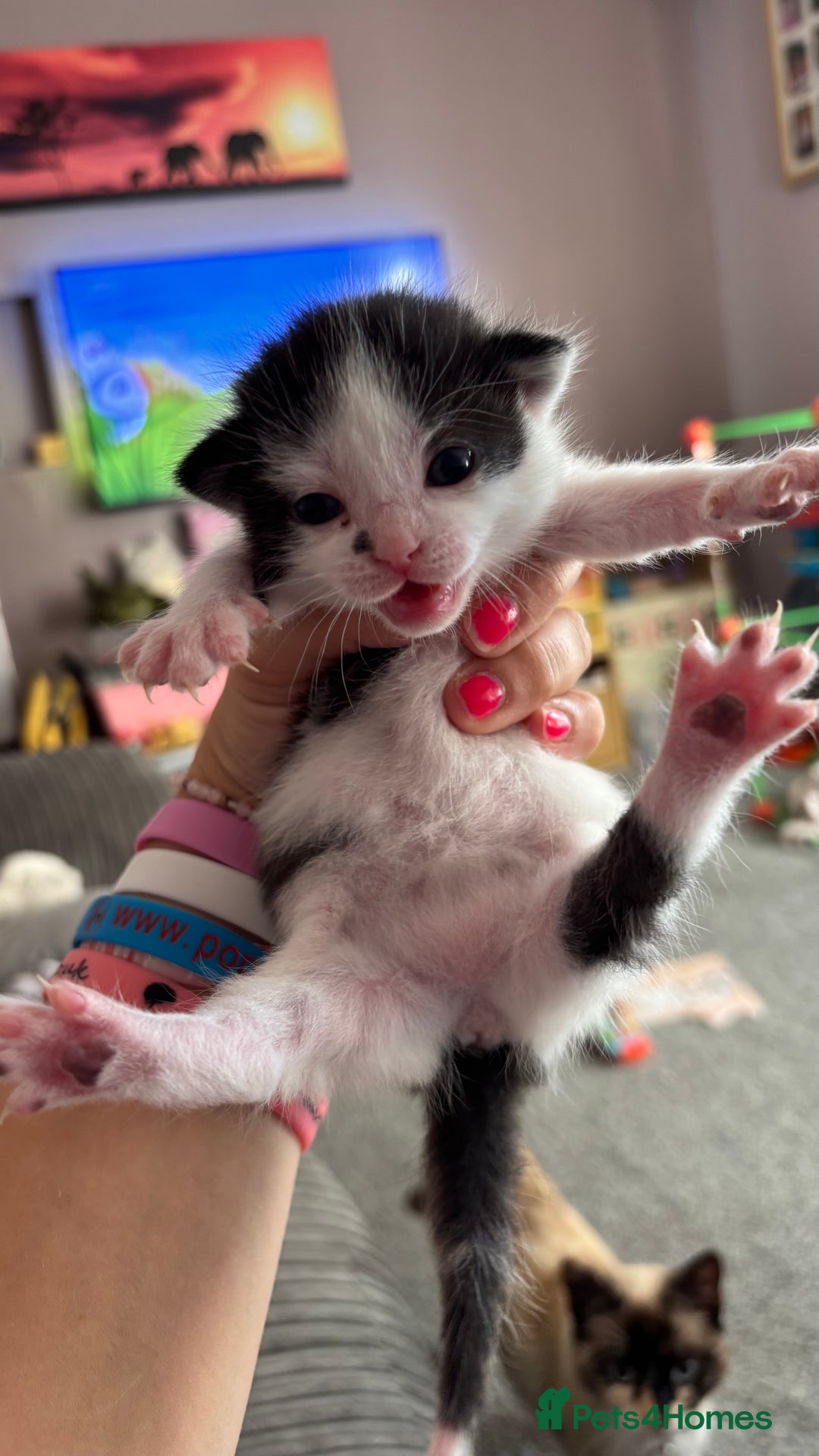 Mixed Breed cats for sale: Kittens  - Image 10