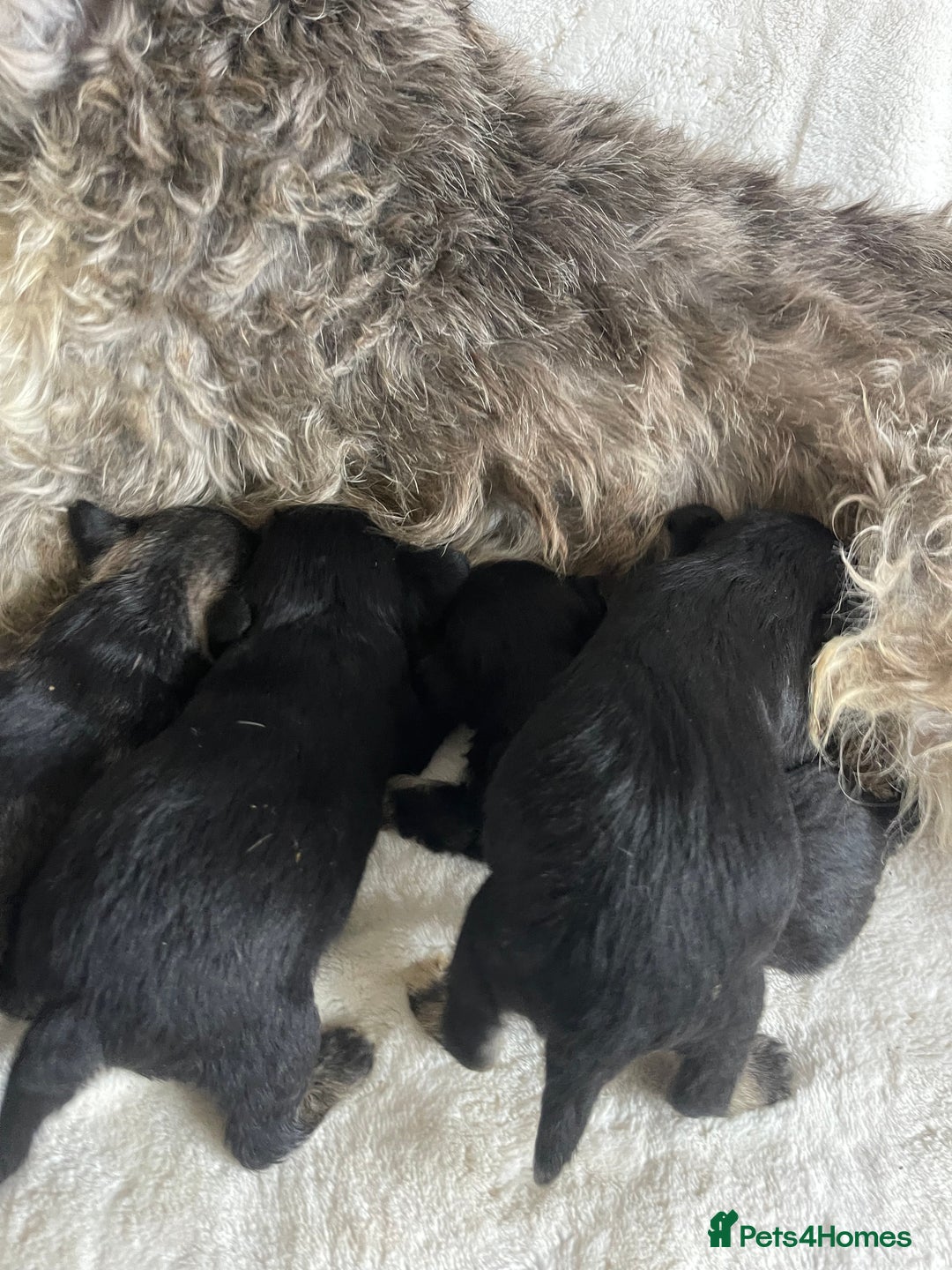 Miniature Schnauzer dogs for sale: STUNNING DNA TESTED MINI SCHNAUZER  - Advert 3