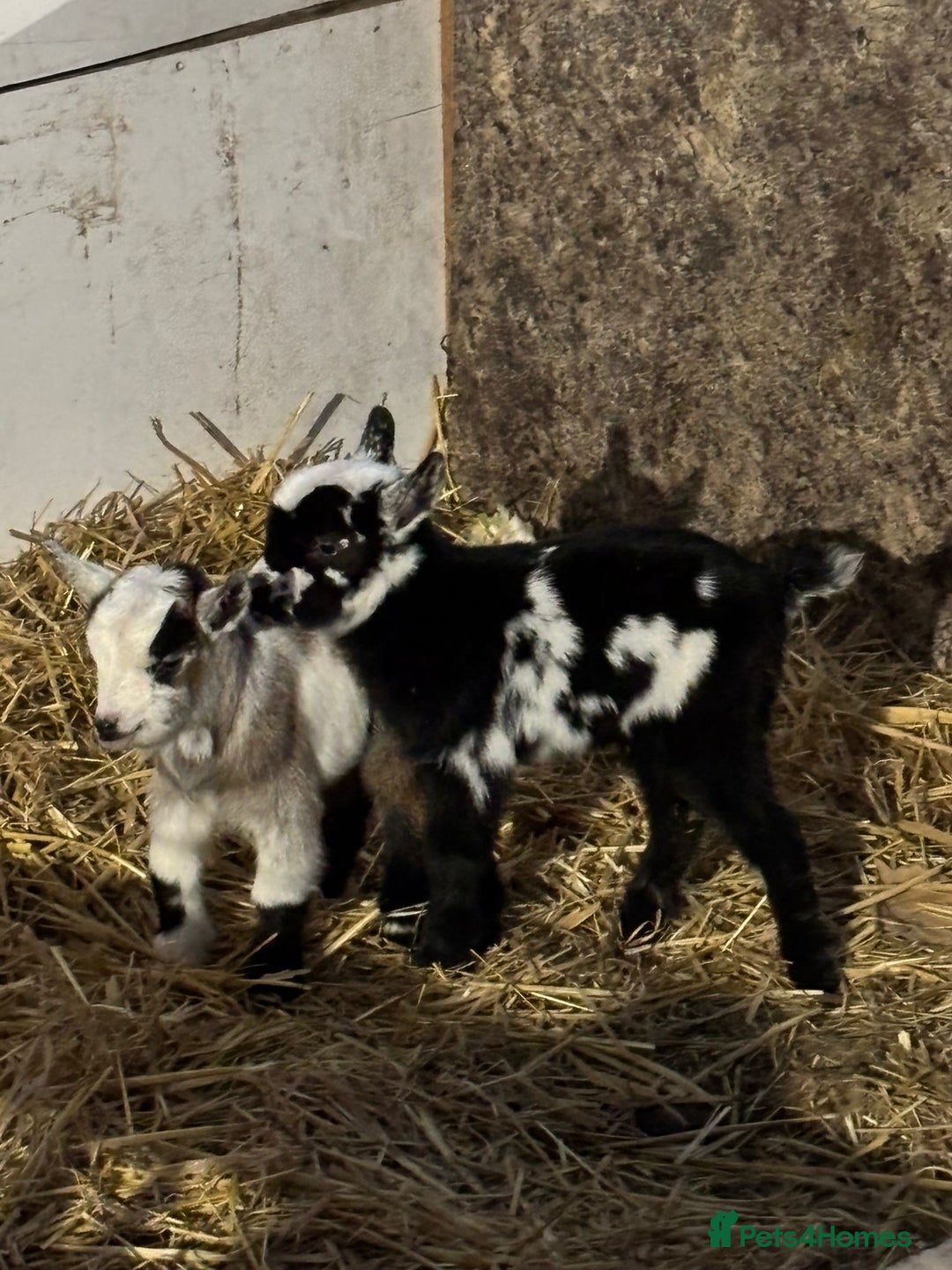 Goats livestock for sale: Small male and female pygmy goats - Advert 8