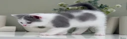 British Shorthair cats for sale: Stunning British Shorthair kittens  - Advert 13