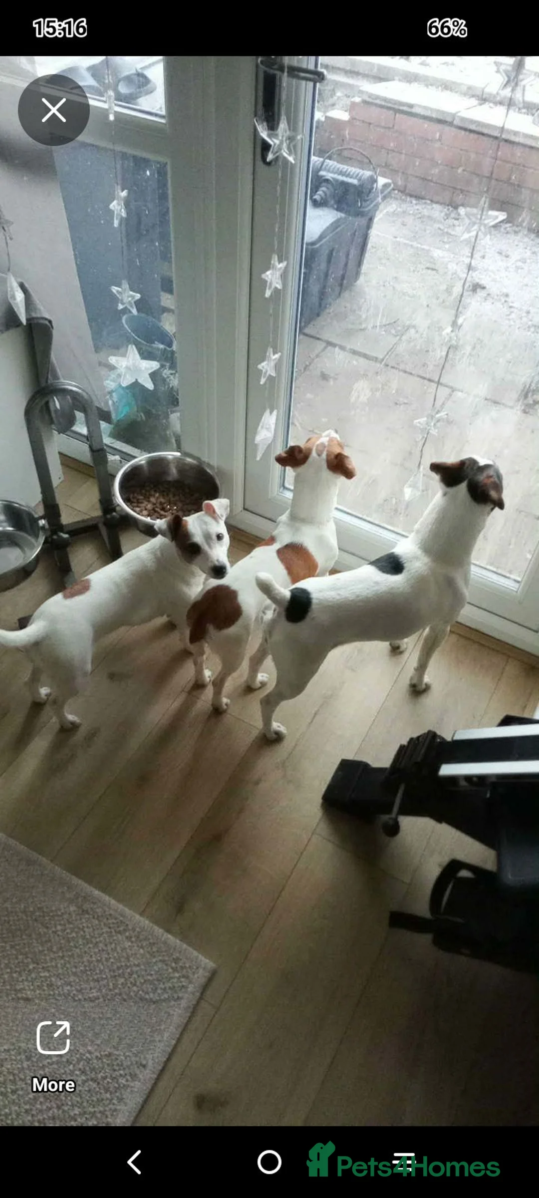 Jack Russell dogs for sale: Lovely Jack Russell Bitch looking for new home  - Advert 1