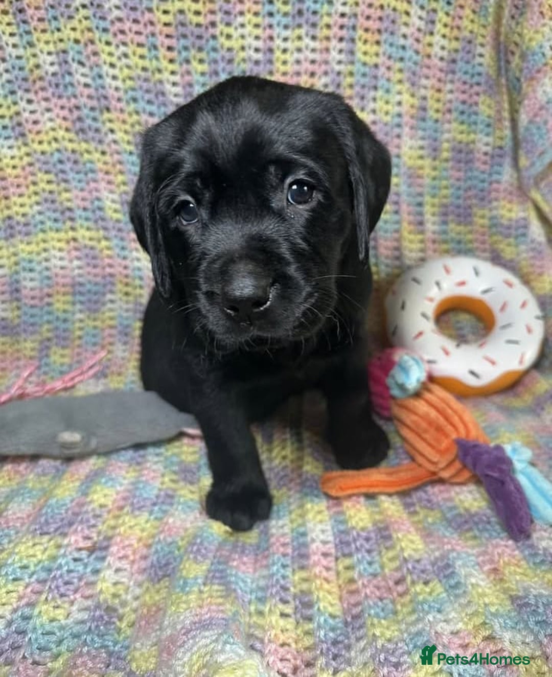 Labrador Retriever dogs for sale: Last few remaining 2 females 2 male lab pups - Image 3