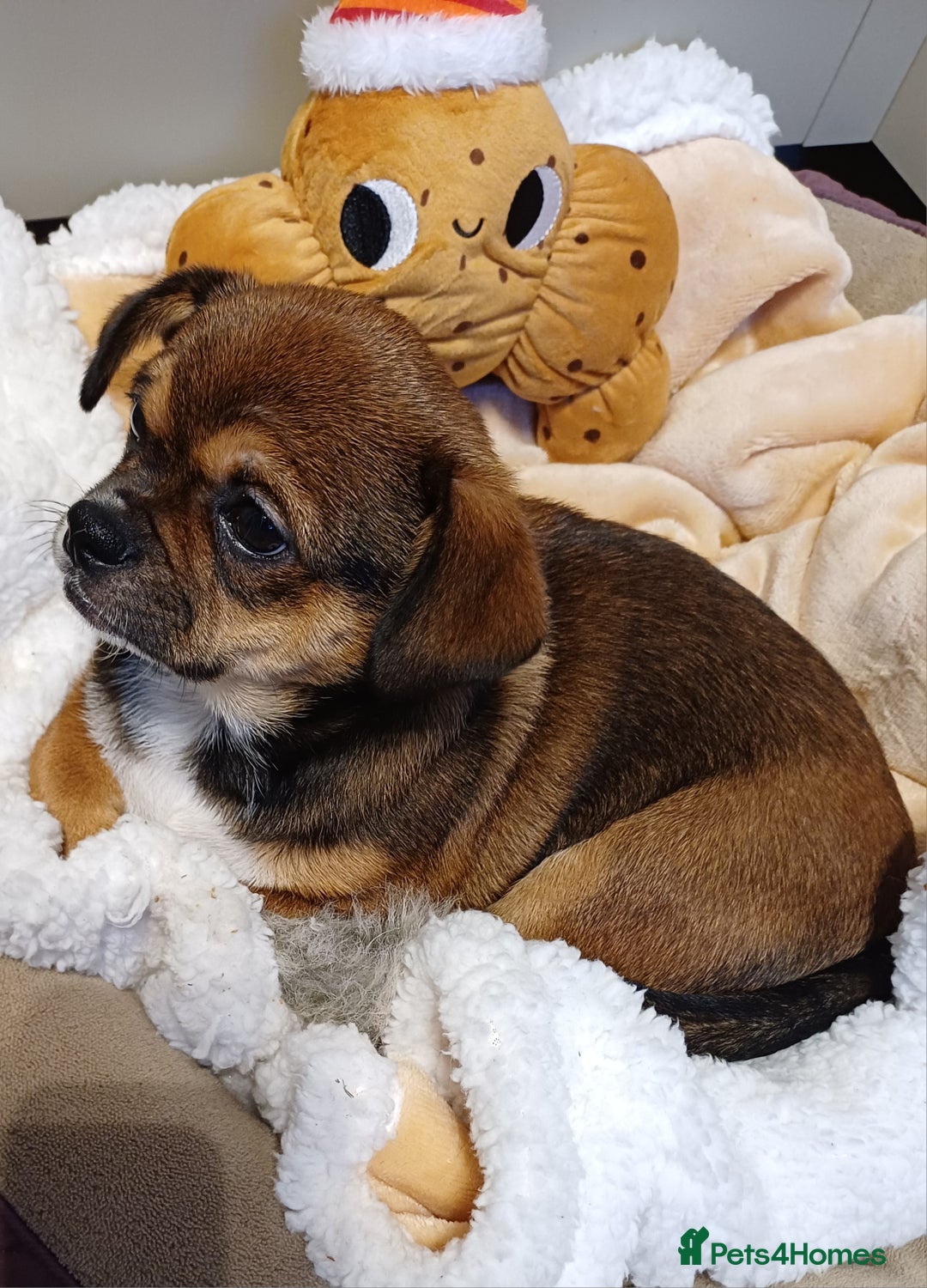 Mixed Breed dogs for sale: Beautiful 14 week old Shi Chi Puppy - Advert 4