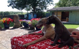 Whippet dogs for stud: BLUE PEDIGREE KC REGISTERED WHIPPET AT STUD in Salisbury - Image 15