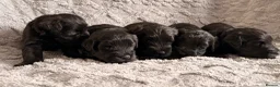 Miniature Schnauzer dogs for sale: Chunky, stunning litter of miniature schnauzers  - Advert 24