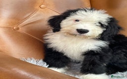 Old English Sheepdog dogs for sale: Old English sheep dog  - Image 8